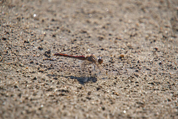 Insect dragonfly sits hot sand in hot sunny weather.