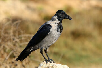 A gray crow sits in a city park in Israel.