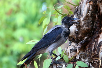 A gray crow sits in a city park in Israel.