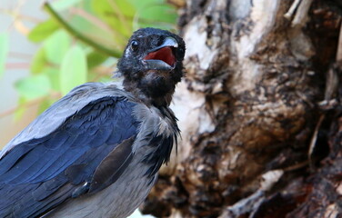 A gray crow sits in a city park in Israel.