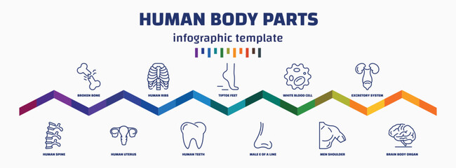 infographic template with icons and 11 options or steps. infographic for human body parts concept. included broken bone, human spine, human ribs, uterus, tiptoe feet, teeth, white blood cell, male e