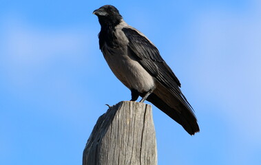 A gray crow sits in a city park in Israel.