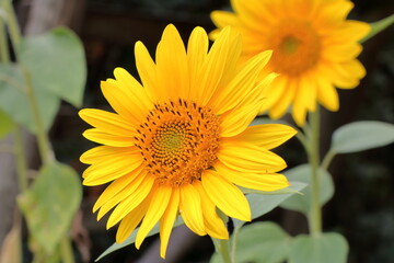 Blooming sunflower in the summer