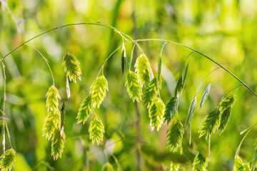 Close up shot of Chasmanthium latifolium