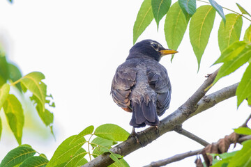 Close up shot of American Robin
