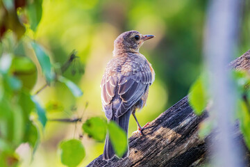 Close up shot of Grey-backed thrush