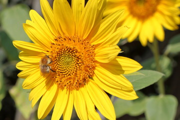 Blooming sunflower in the summer