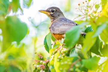 Close up shot of American Robin