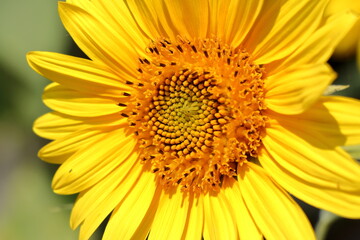 Blooming sunflower in the summer