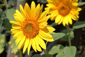 Obraz premium Blooming sunflower in the summer