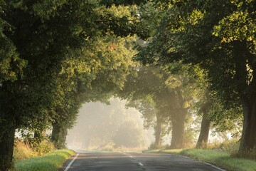 Obraz premium Country road through the forest on a foggy summer morning
