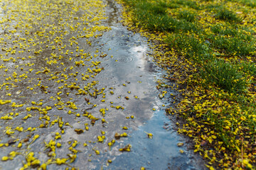 Puddles with raindrops on park path along lawn, with fallen leaves and tree flowers