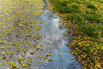 Obraz na płótnie Canvas Puddles with raindrops on park path along lawn, with fallen leaves and tree flowers