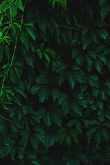Abstract colorful background wall of green foliage.