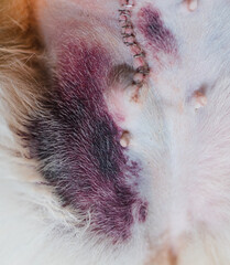 Dog female after a neutering surgery, wound with some bruises around