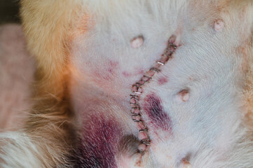 Dog female after a neutering surgery, wound with some bruises around