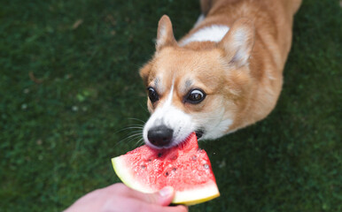 Welsh corgi Pembroke dog eating a watermelon