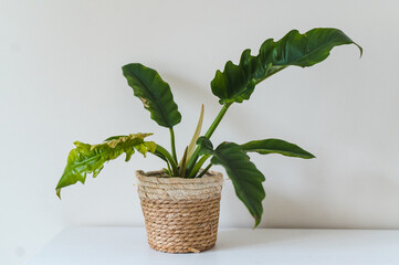 Philodendron Narrow Escape plant in a pot © Justyna