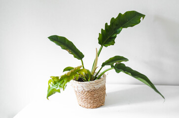 Philodendron Narrow Escape plant in a pot