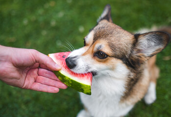 Welsh corgi Pembroke dog eating a watermelon