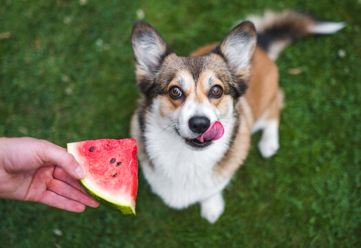 Welsh corgi Pembroke dog eating a watermelon