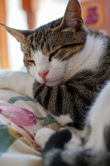 Tabby Cat Napping with its Head on its Arm
