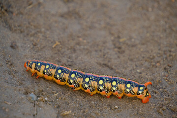 Bright colorful caterpillar crawling sand.