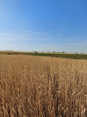 field of wheat