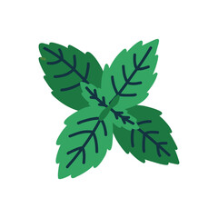 Green fresh mint element in isolated white background. Vector naive cartoon modern flat style clipart © Anna Drozdova