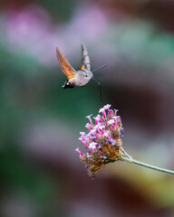 hummingbird hawk-moth in flight	