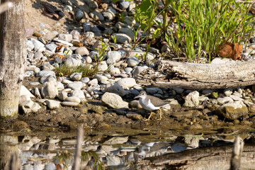 The spotted sandpiper (Actitis macularius) looking for food on the river bank.