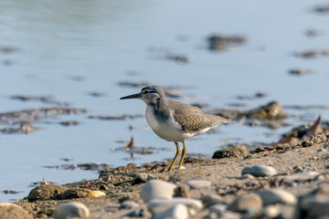 The spotted sandpiper (Actitis macularius) Non-breeding plumage
