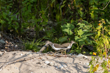 The spotted sandpiper (Actitis macularius) looking for food on the river bank.