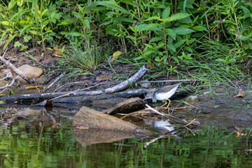 The spotted sandpiper (Actitis macularius) looking for food on the river bank.