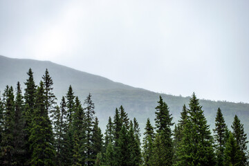 forest in the mountains, åre.jämtland. norrland sverige sommar årstid,sweden