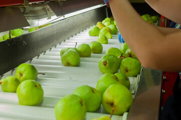 PERA, ,Empaque de peras y manzanas