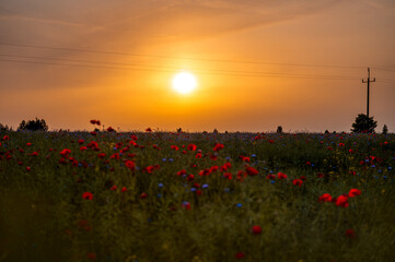 Maki o zachodzie słońca © Natalia