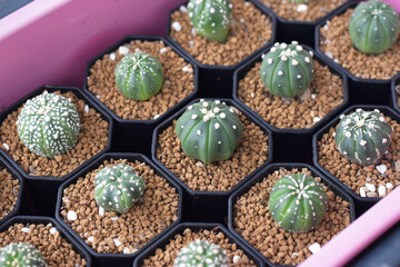 Top view Soft focus Group of​ astrophytum asterias cactus in a small pot.