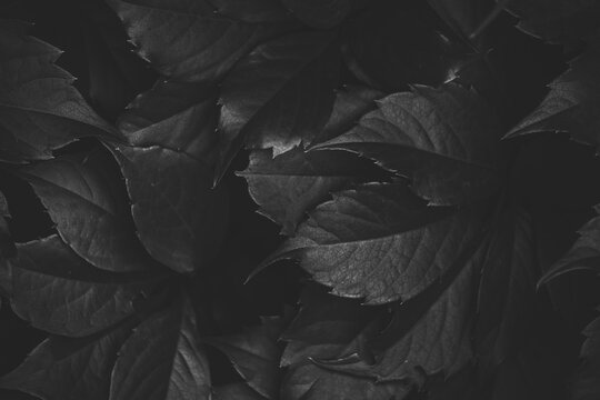 Abstract background black and white photo, foliage wild grapes.