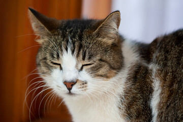 Portrait of Napping Tabby Cat