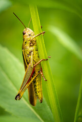 Chorthippus pullus - locust, grasshoper on grass