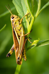 Chorthippus pullus - locust, grasshoper on grass