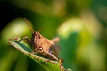 Chorthippus biguttulus - locust, grasshoper on a leaf