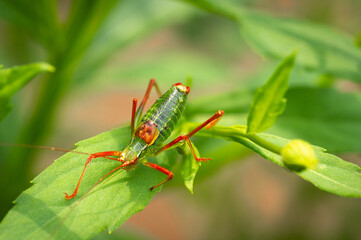 Poecilimon schmidtii - Schmidt's Bright Bush-cricket on a leaf