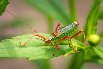 Poecilimon schmidtii - Schmidt's Bright Bush-cricket on a leaf