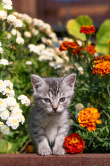 cute kitten cat stands in bright summer flowers in the garden looks at the camera close-up. High quality photo