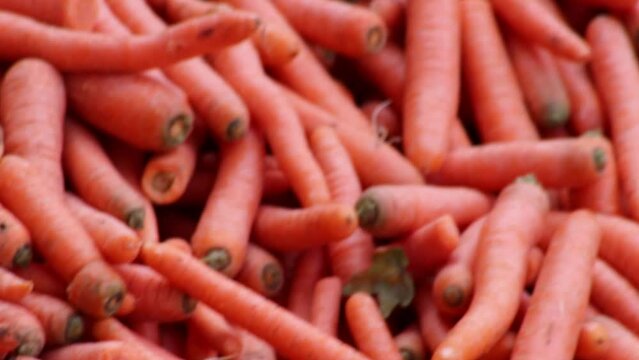 Many carrots on organic carrots heap as organic animal feedstuff and healthy fodder for cows and cattle for vegetarian nutrition with vitamins harvested from farmer as delicious salad or horse carrots
