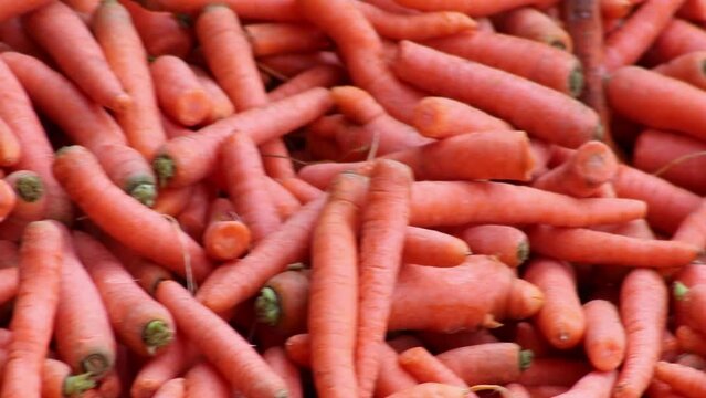 Many carrots on organic carrots heap as organic animal feedstuff and healthy fodder for cows and cattle for vegetarian nutrition with vitamins harvested from farmer as delicious salad or horse carrots