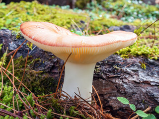 Russula mushroom on the moss-covered ground. Macro photography, close-up, selective focus