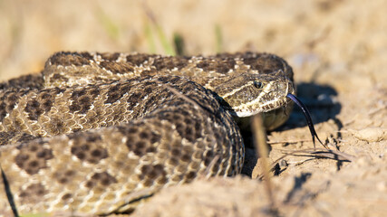 Rattlesnake coiled in a defensive posture.